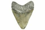 Serrated, Fossil Megalodon Tooth - North Carolina #372378-2